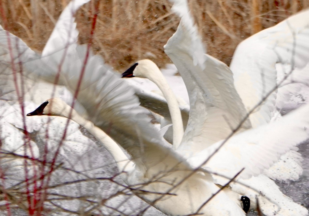 Trumpeter Swan - ML629281413