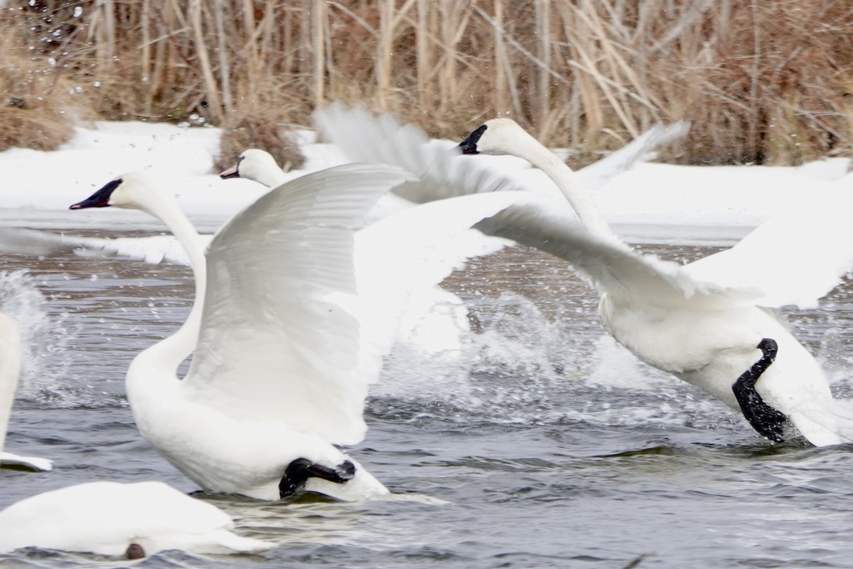 Trumpeter Swan - ML629281414
