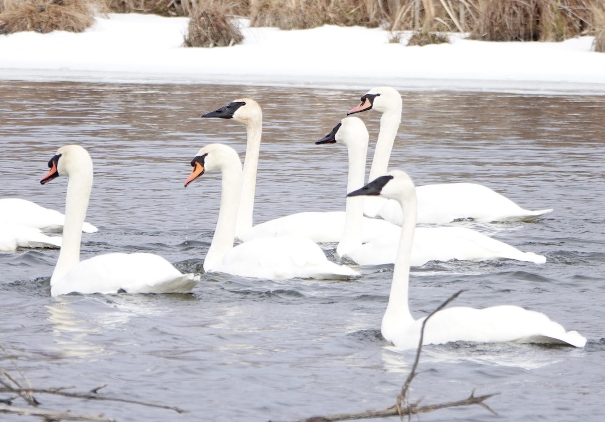 Trumpeter Swan - ML629281415