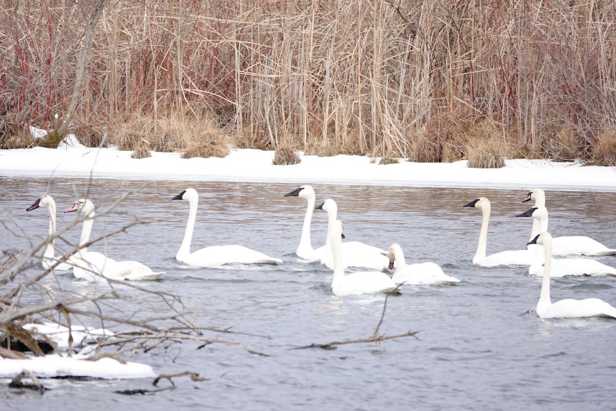Trumpeter Swan - ML629281416