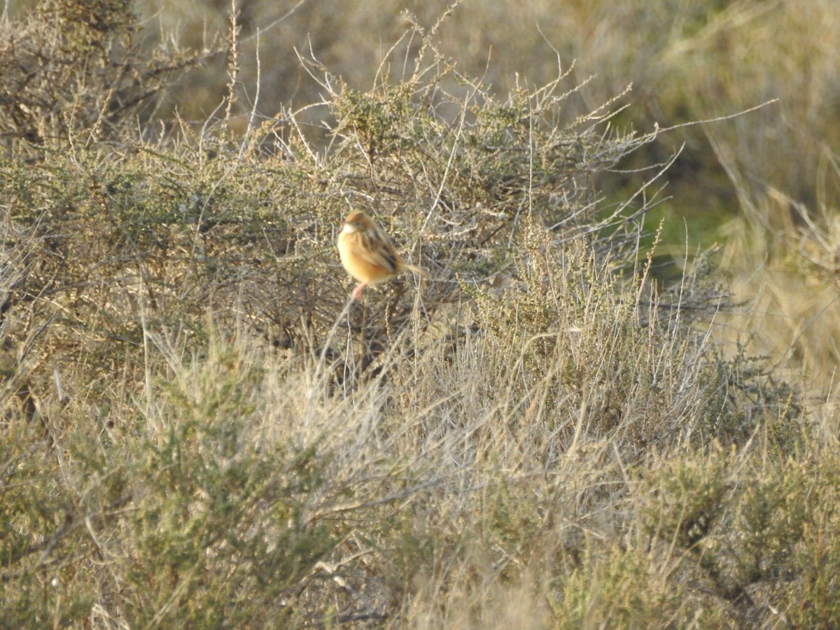 Zitting Cisticola - ML629281427