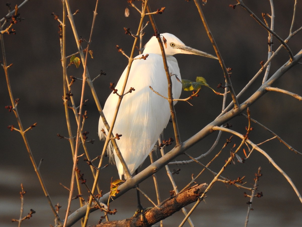 Little Egret - ML629281453