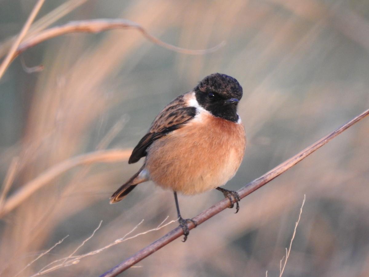 European Stonechat - ML629281469