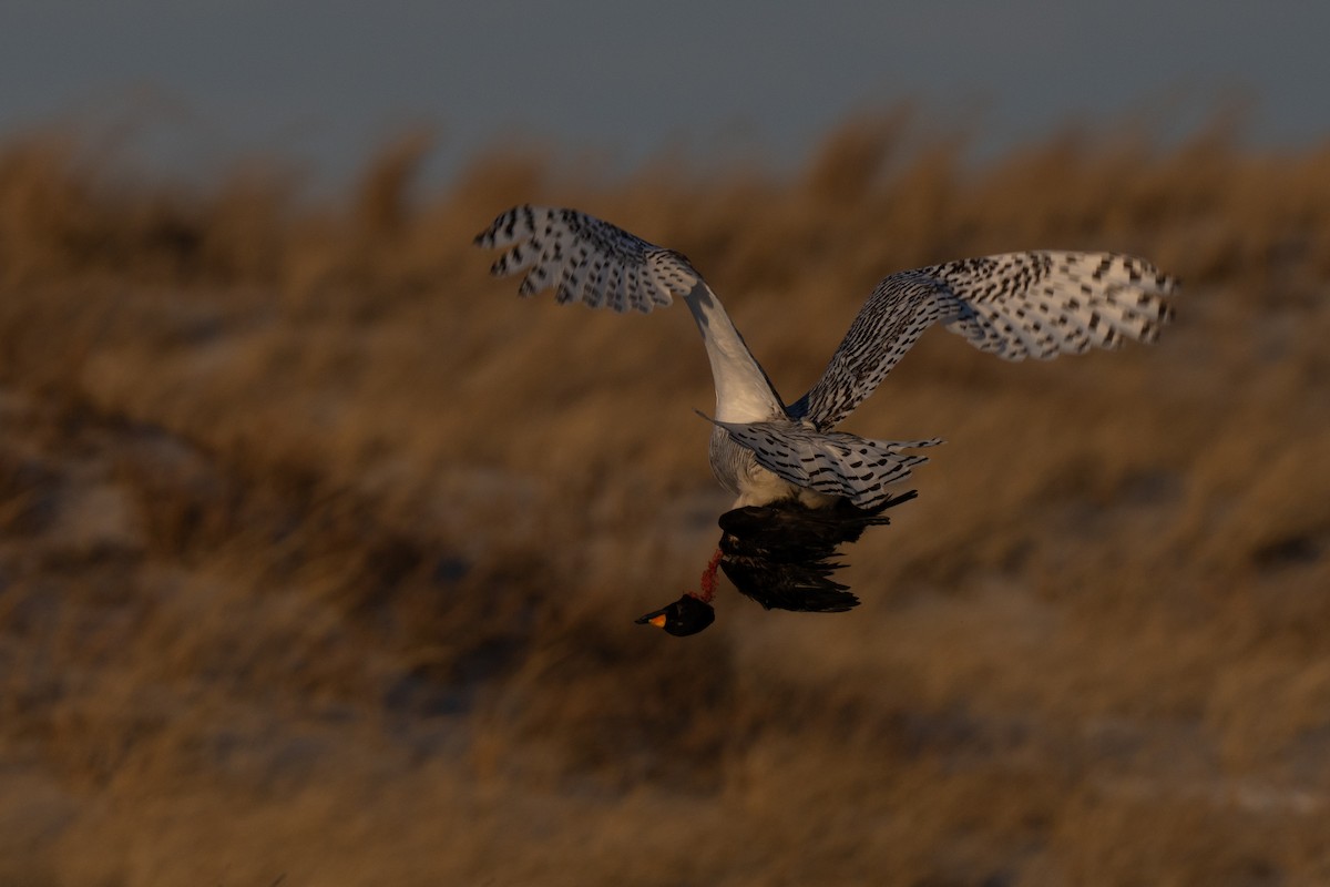 Snowy Owl - ML629281600
