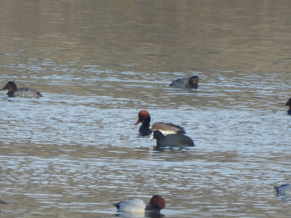 Улаан хошуут биваан - ML629281637