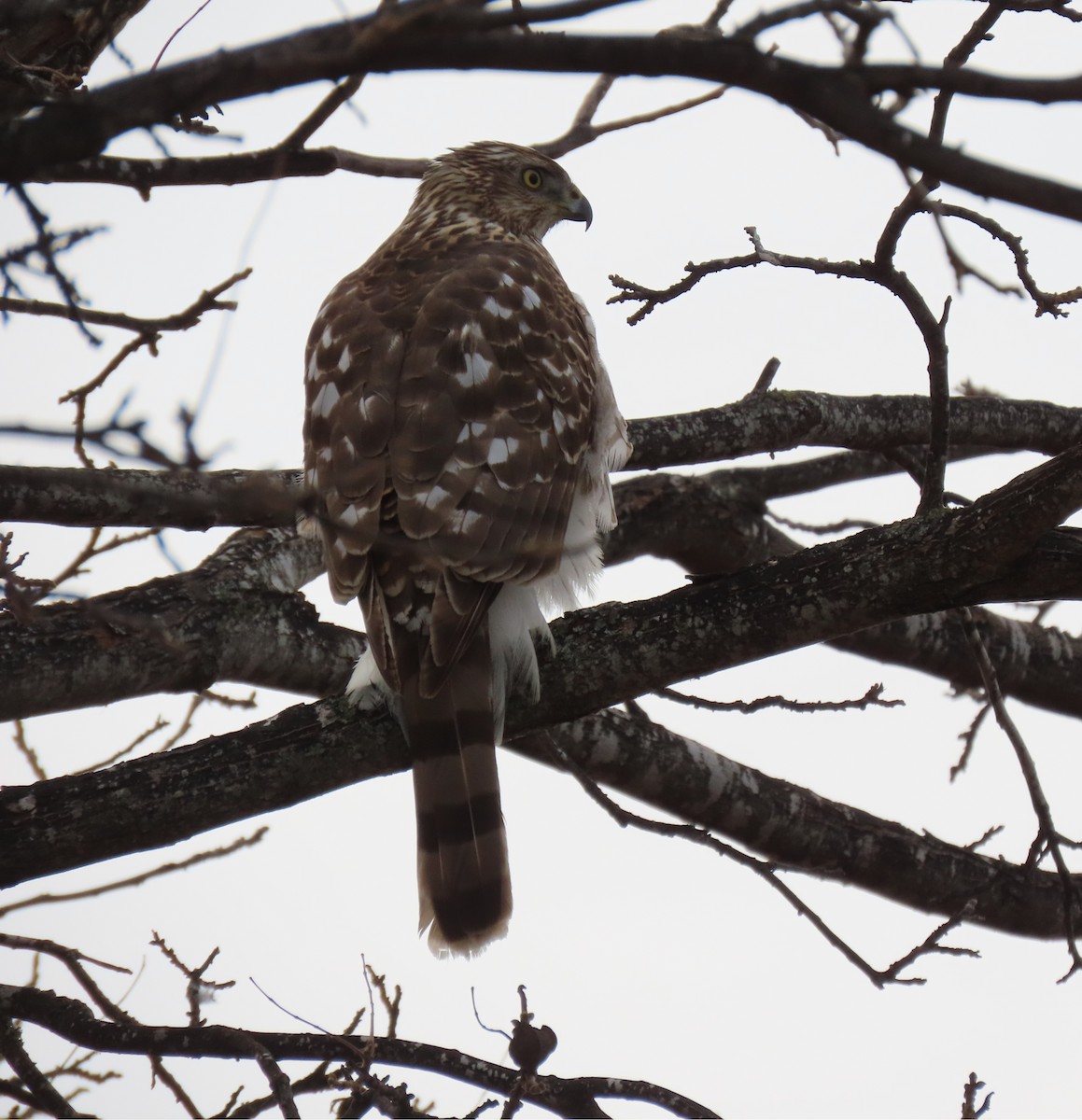 Cooper's Hawk - ML629281697