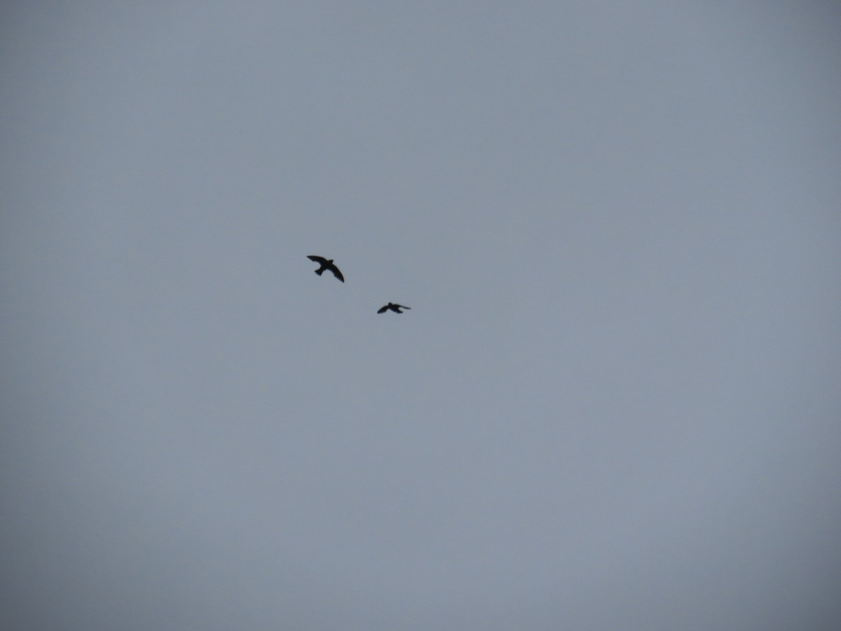 Gray-rumped Swift - ML629281707