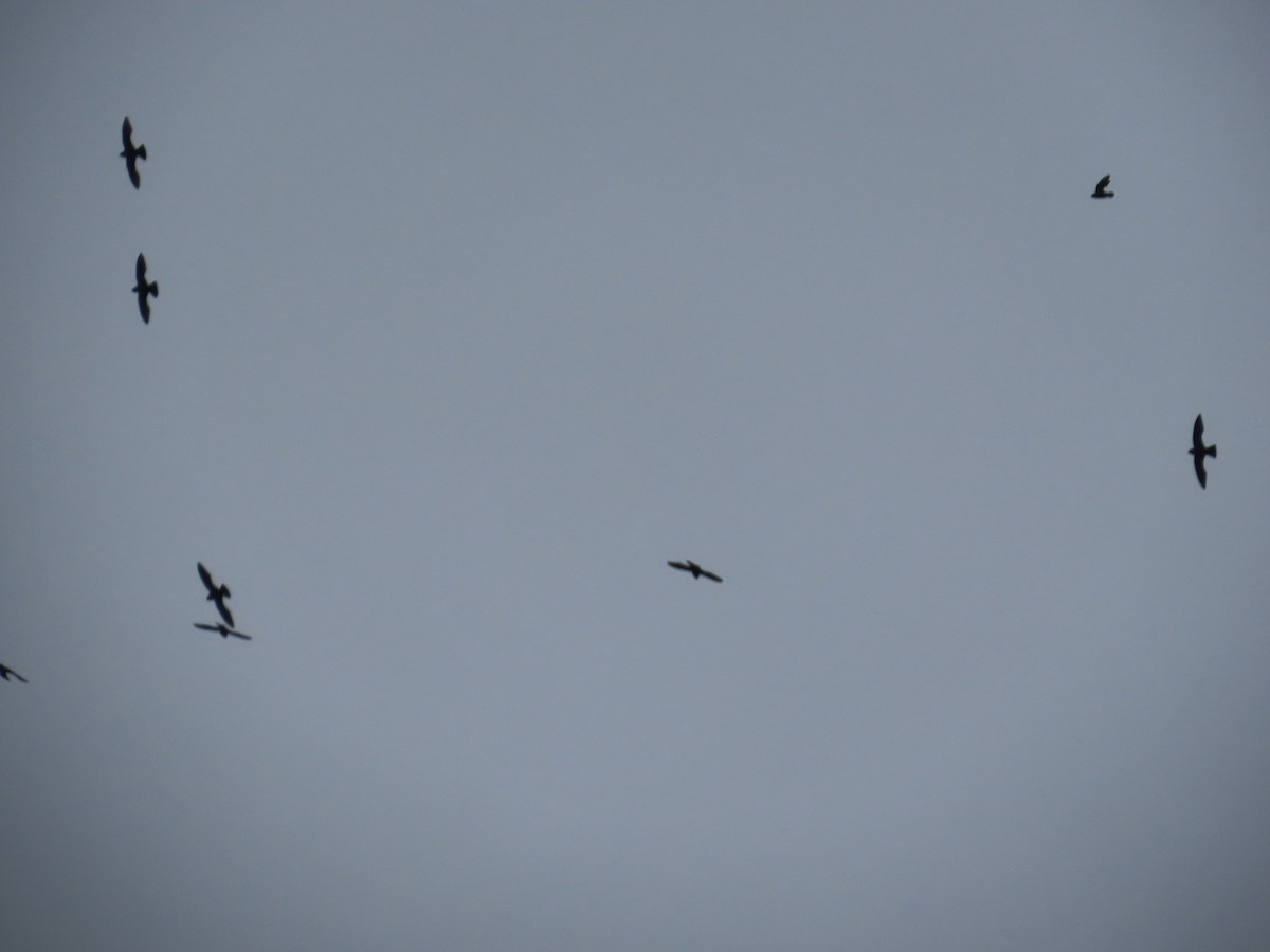 Gray-rumped Swift - ML629281708