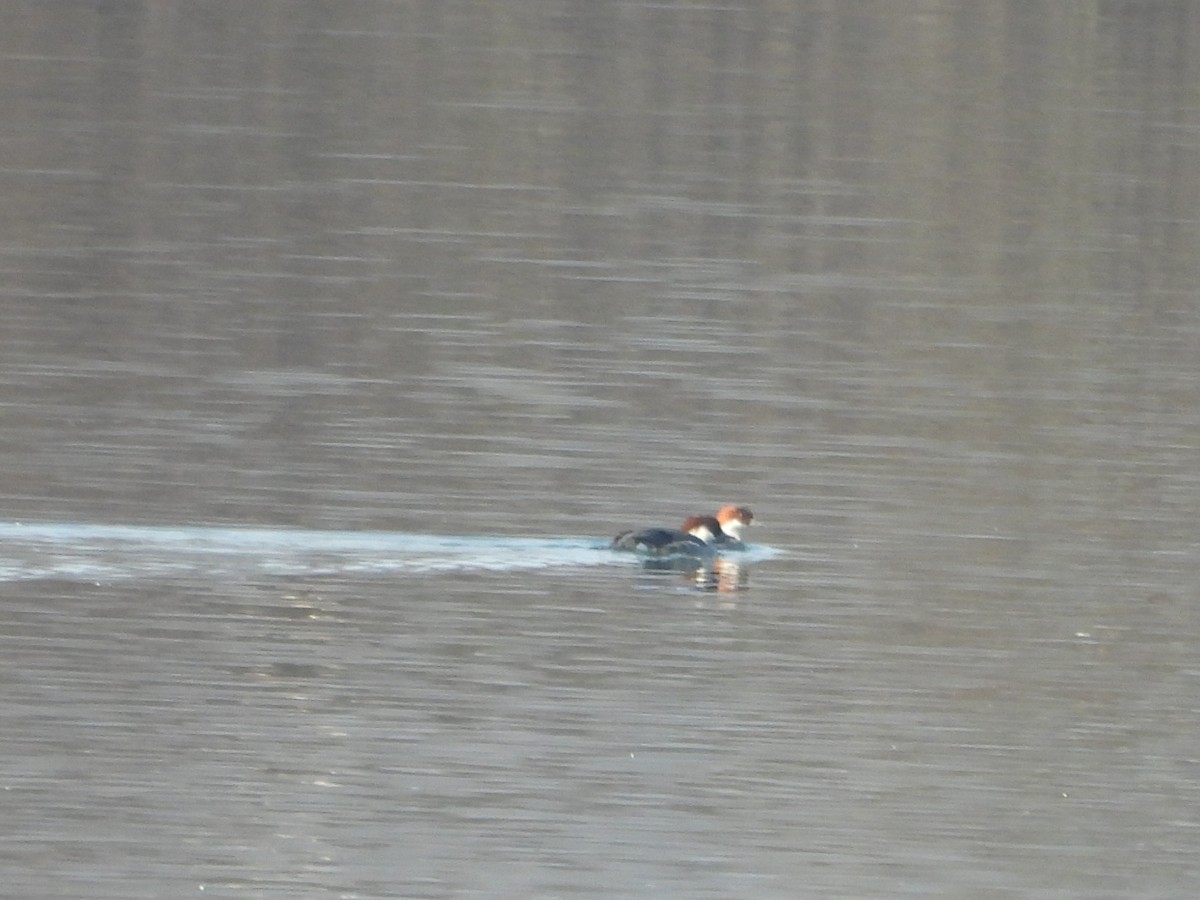 Цахиур бохио - ML629281777