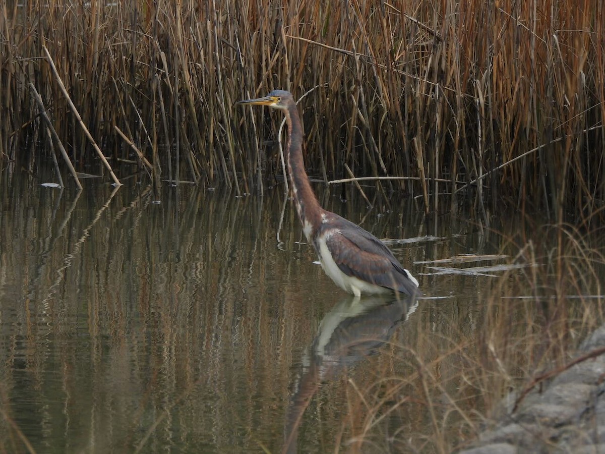 Tricolored Heron - ML629281855