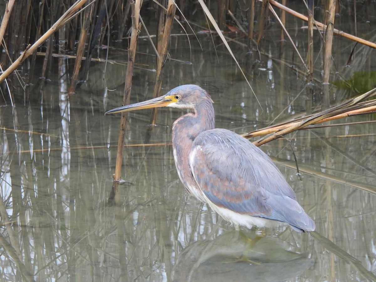 Tricolored Heron - ML629281861