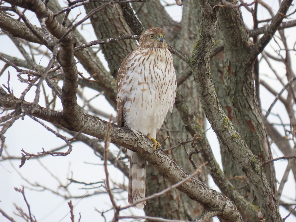 Cooper's Hawk - ML629281944