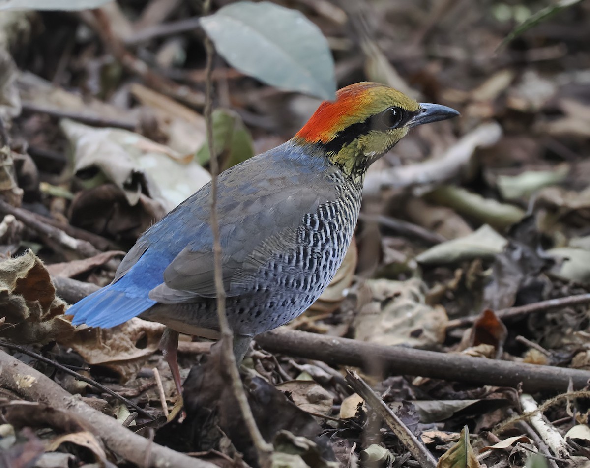 Blue Pitta - ML629281968
