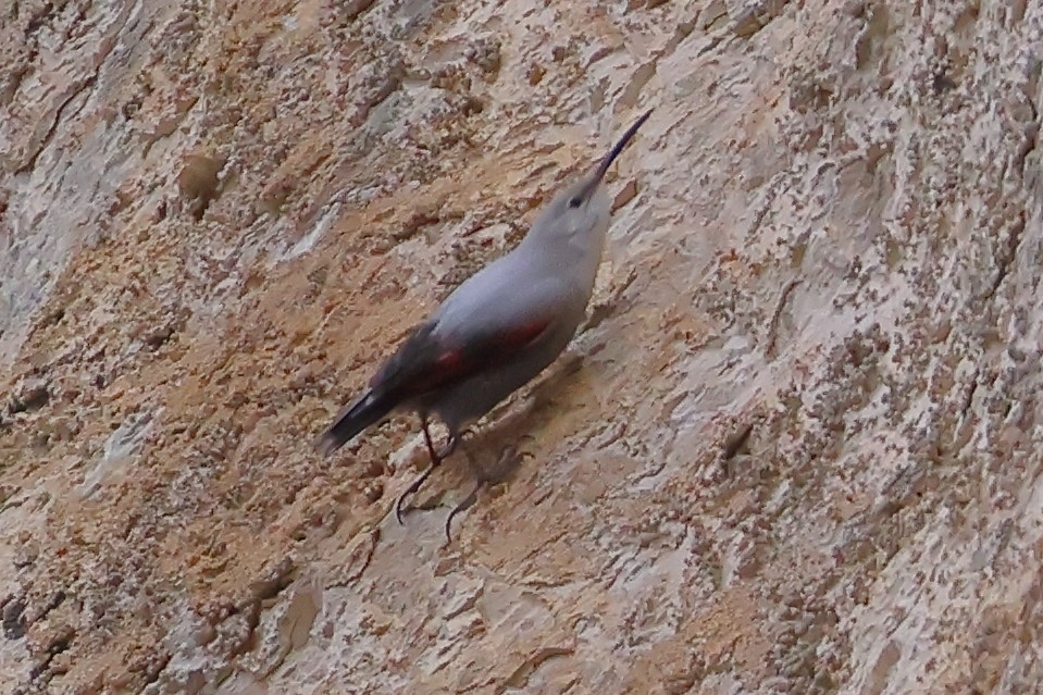 Wallcreeper - ML629281990