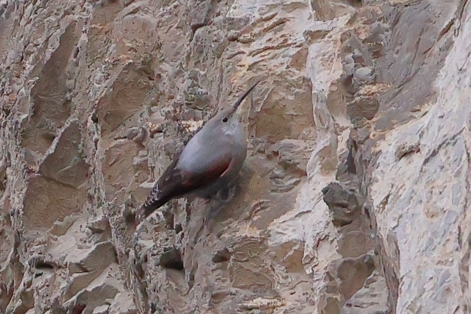 Wallcreeper - ML629281991