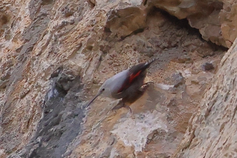 Wallcreeper - ML629281992