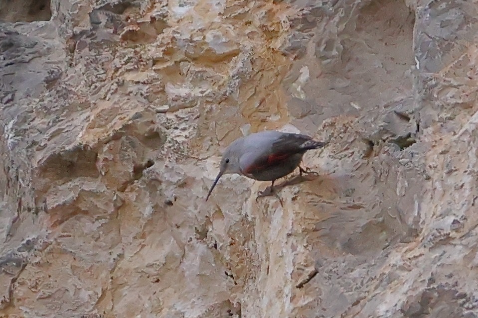 Wallcreeper - ML629281994