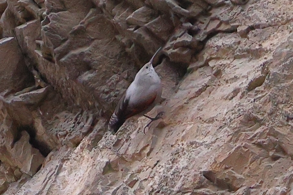 Wallcreeper - ML629281995