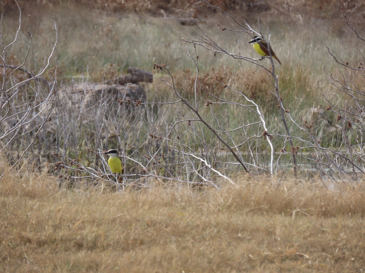 Great Kiskadee - ML629282046