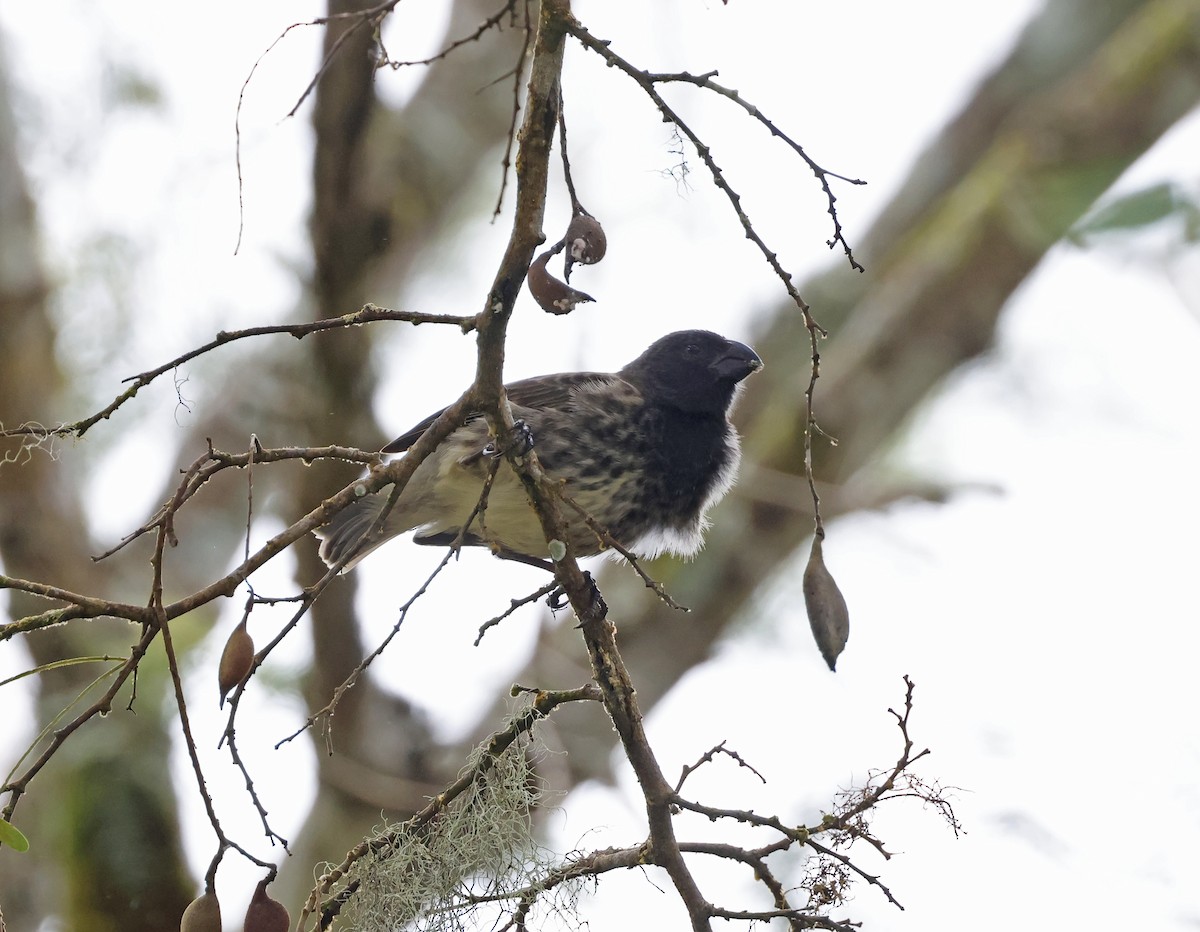 Vegetarian Finch - ML629282213