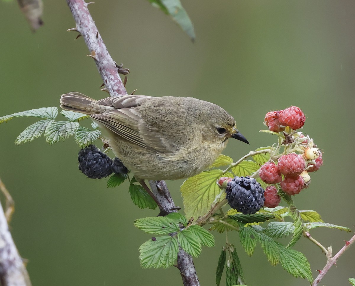 Gray Warbler-Finch - ML629282223