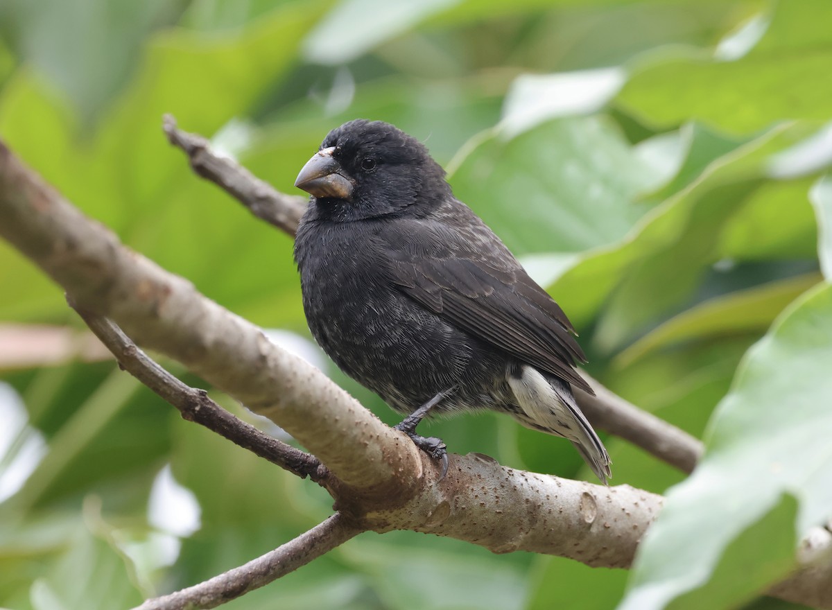 Medium Ground-Finch - ML629282231