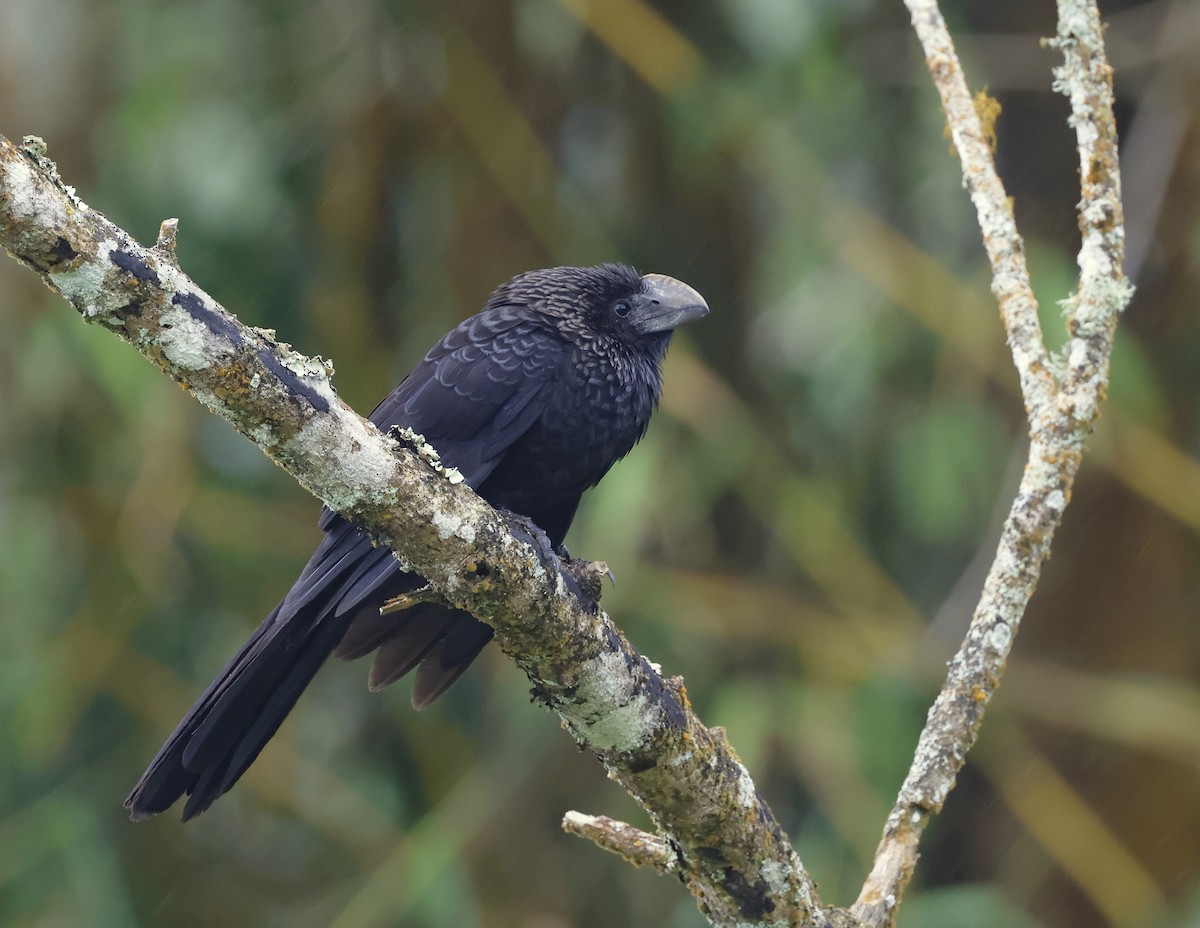 Smooth-billed Ani - ML629282251