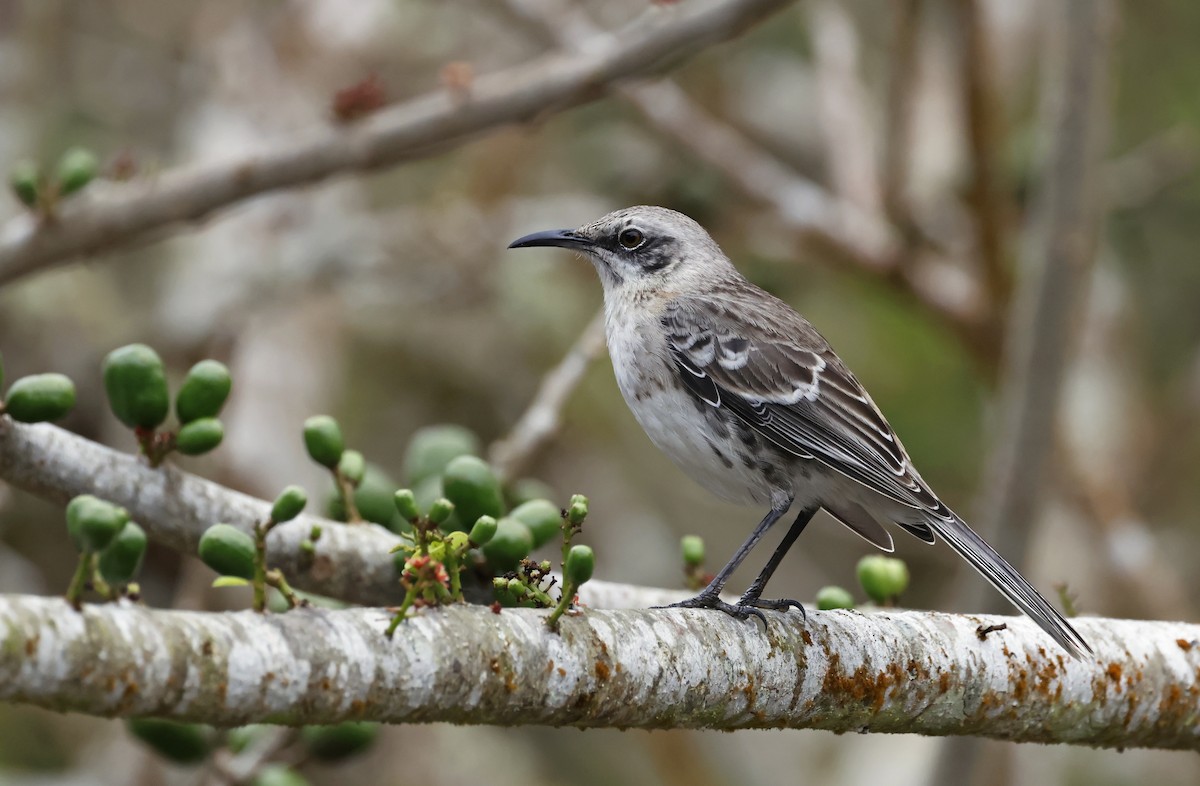 San Cristobal Mockingbird - ML629282275