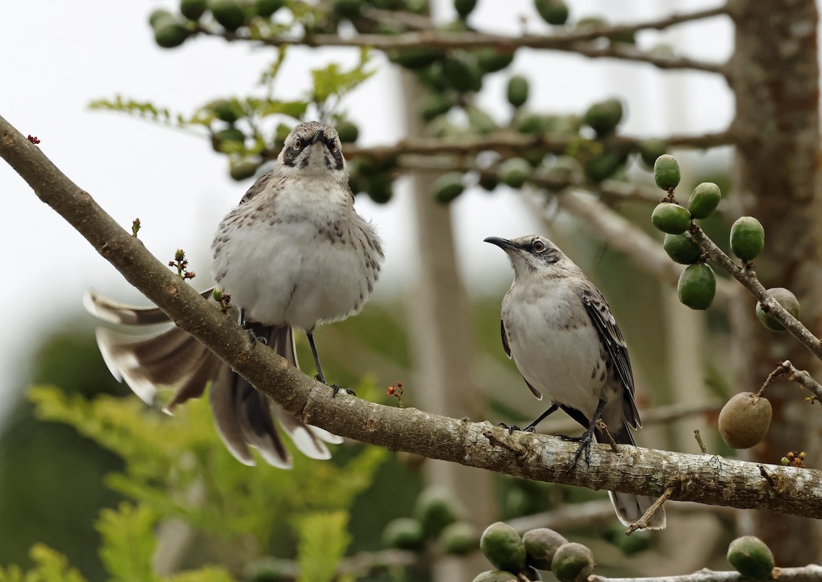 San Cristobal Mockingbird - ML629282276