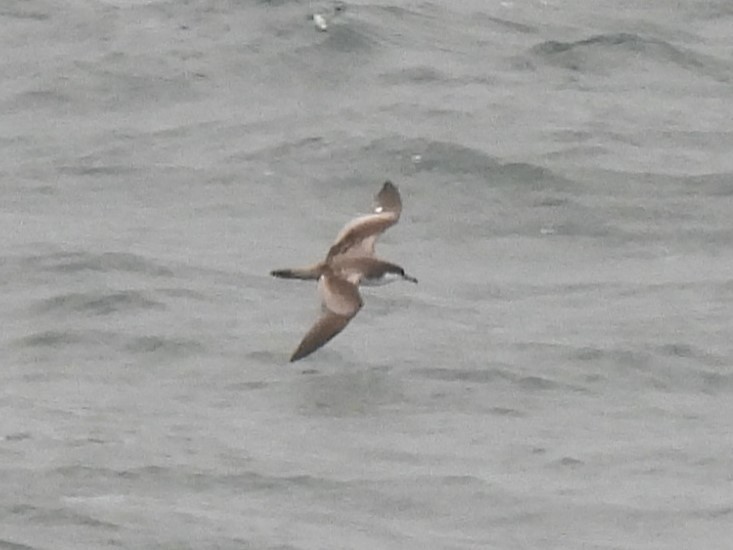 Буревісник Бюлера - ML629282388