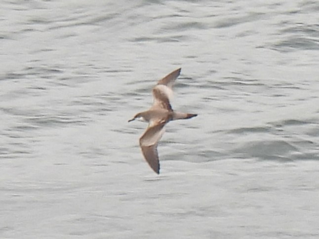 Буревісник Бюлера - ML629282389