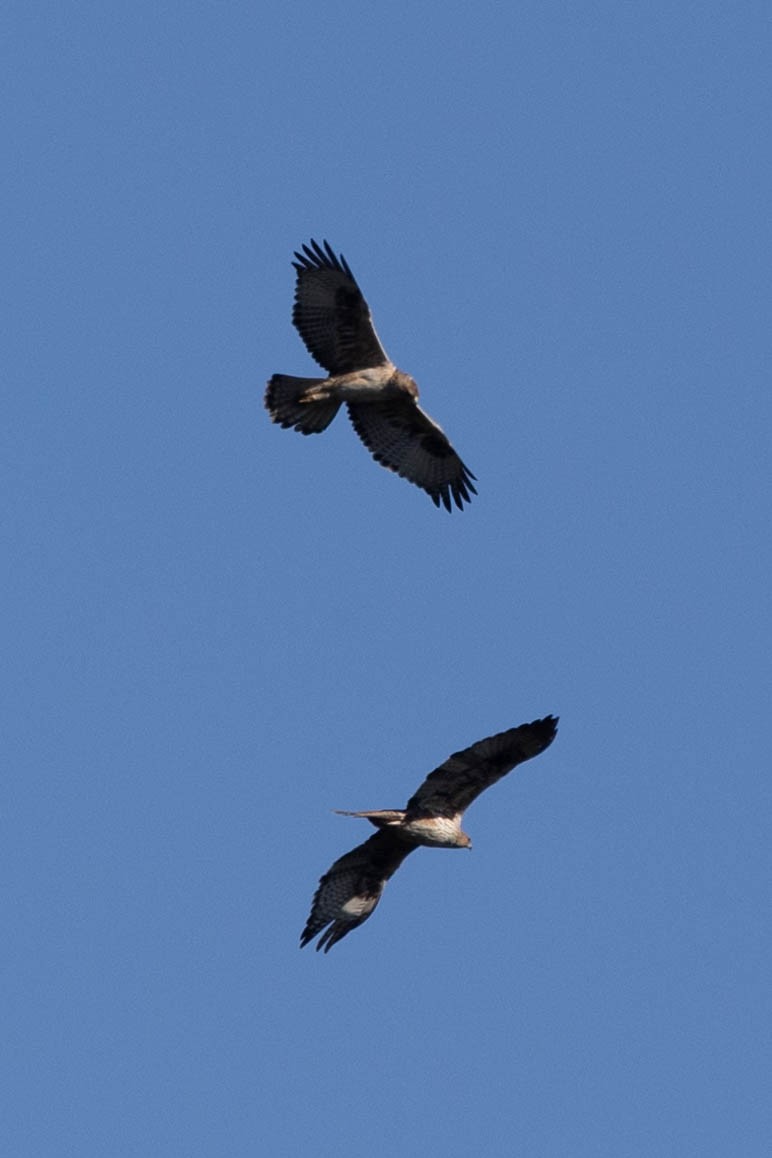 Bonelli's Eagle - ML629282816