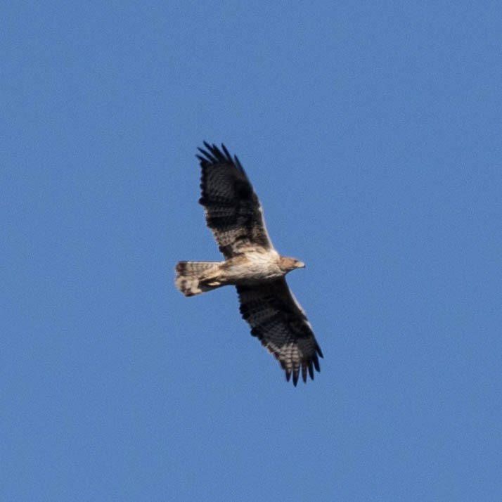 Bonelli's Eagle - ML629282817