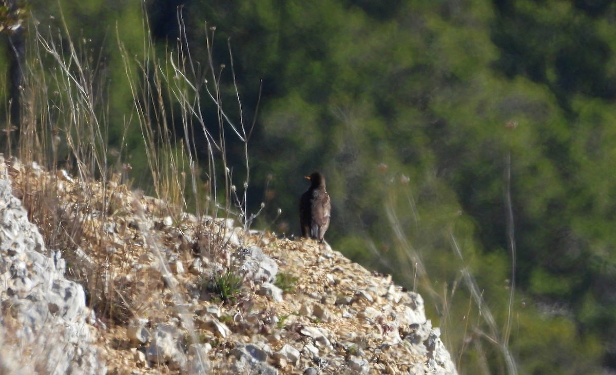 Ring Ouzel - ML629282901