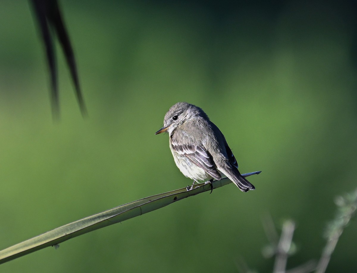 Gray Flycatcher - ML629283094