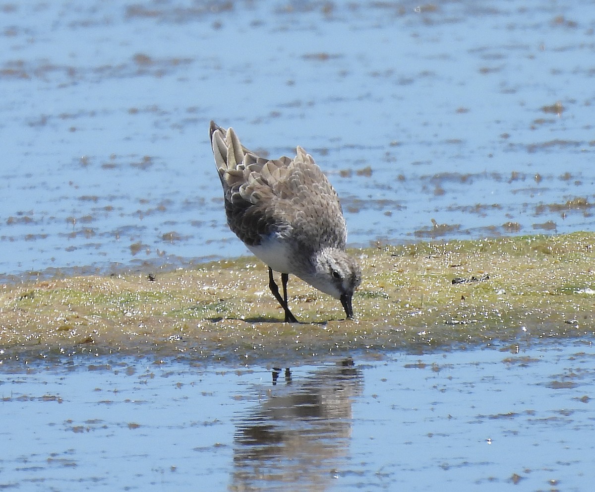 Curlew Sandpiper - ML629283158