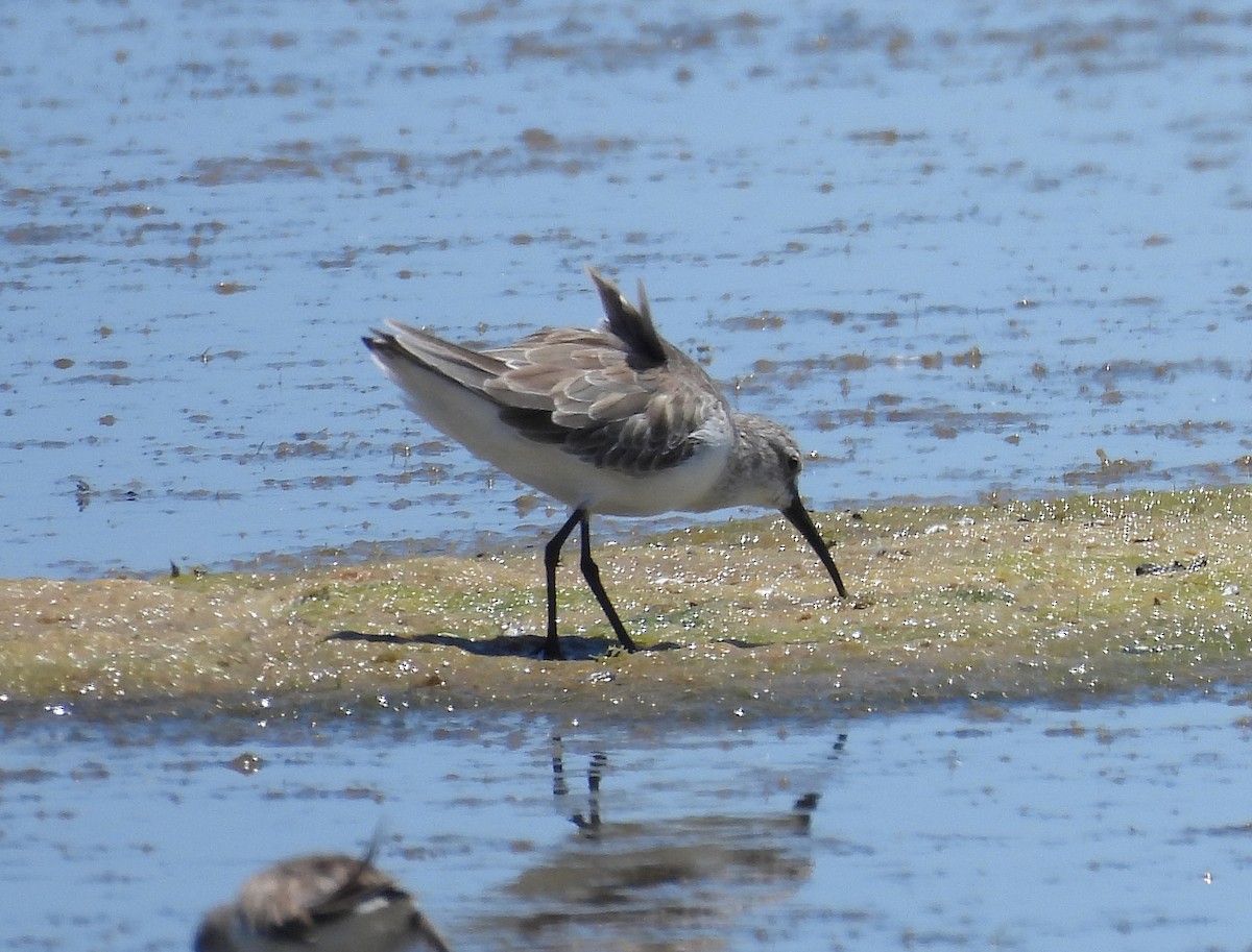 Curlew Sandpiper - ML629283159