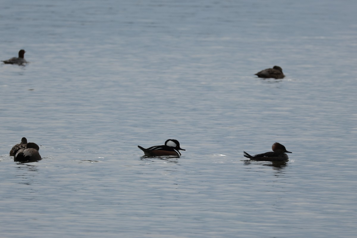 Hooded Merganser - ML629283325