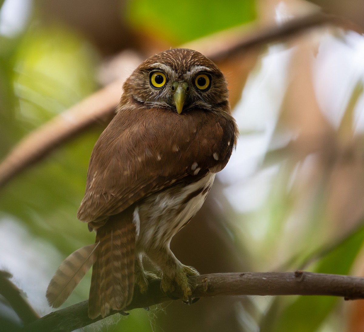 Ferruginous Pygmy-Owl - ML629283445