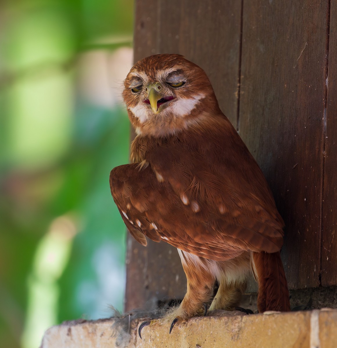 Ferruginous Pygmy-Owl - ML629283449