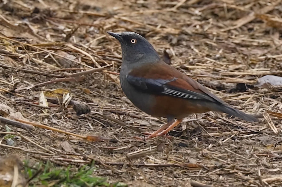 Maroon-backed Accentor - ML629283532