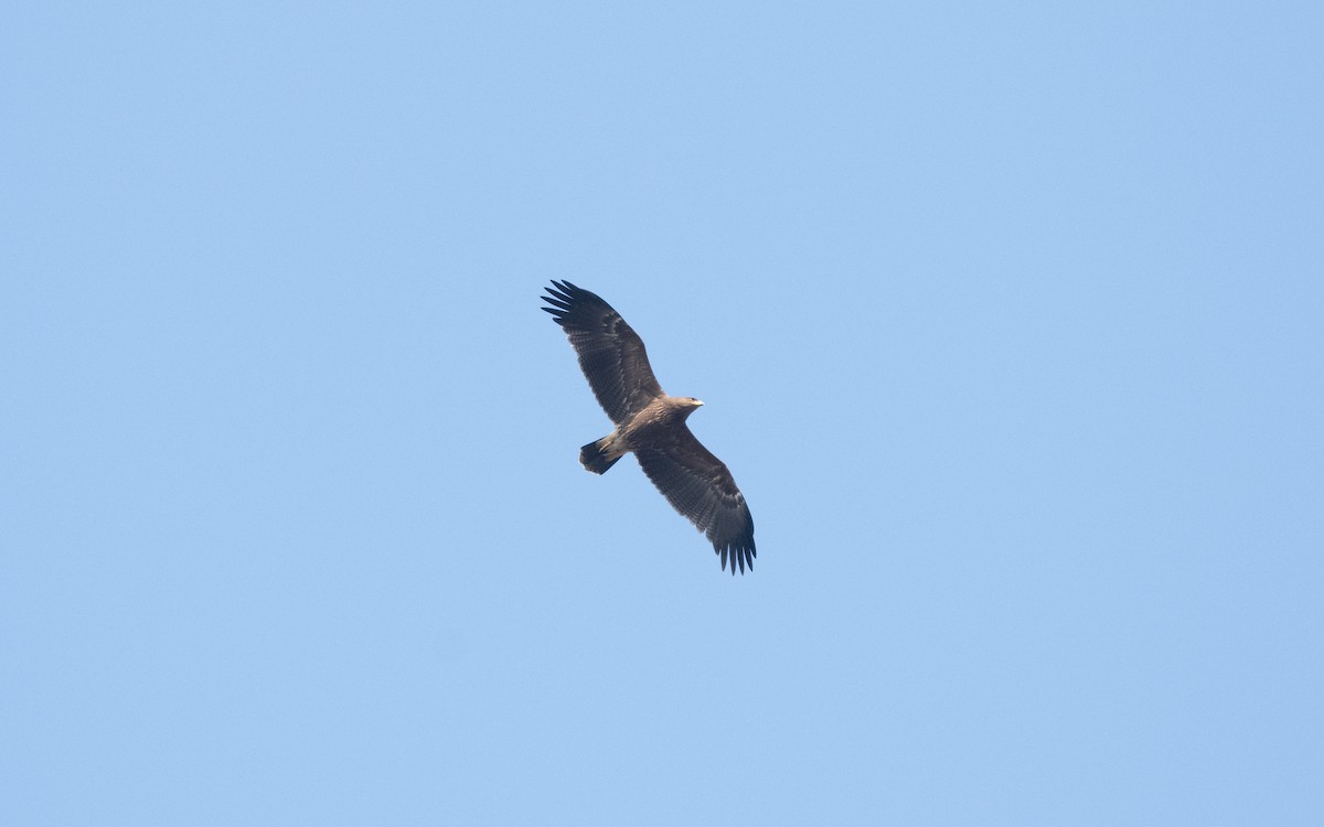 Lesser Spotted Eagle - ML629283657
