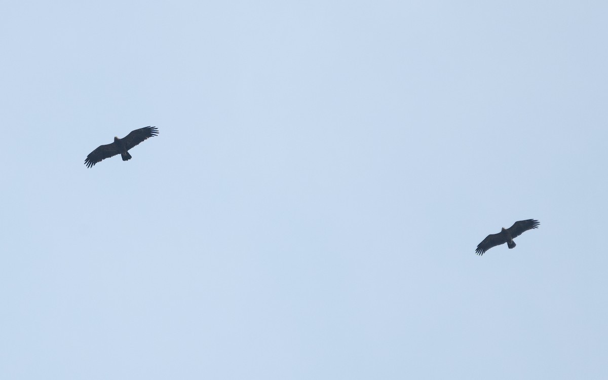 Lesser Spotted Eagle - ML629283658