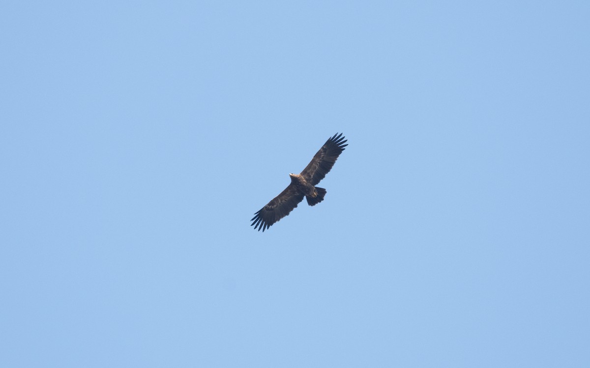 Lesser Spotted Eagle - ML629283659