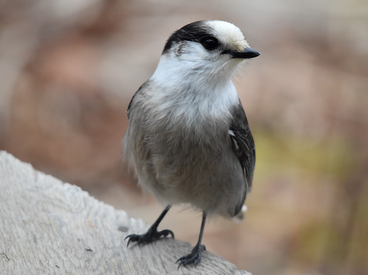 Canada Jay - ML629283826