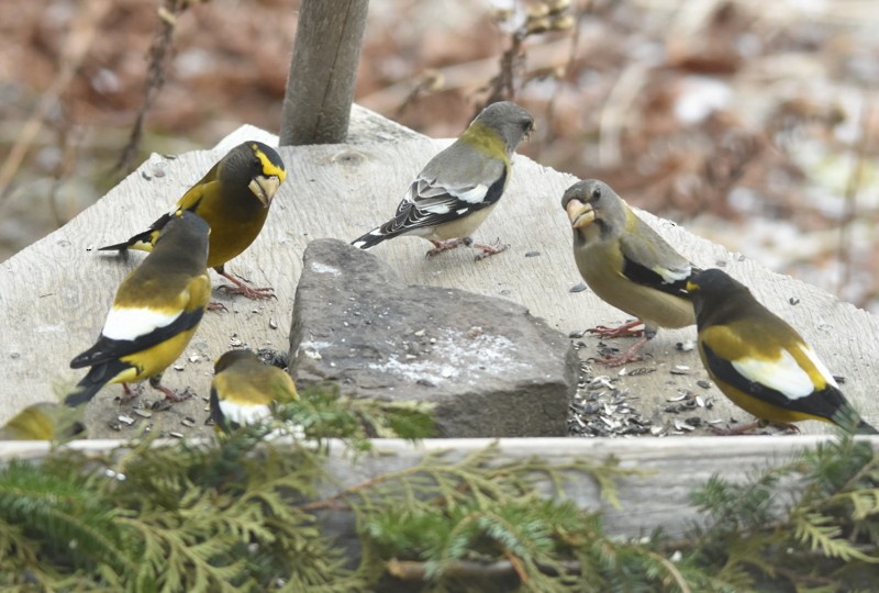 Evening Grosbeak - ML629283838