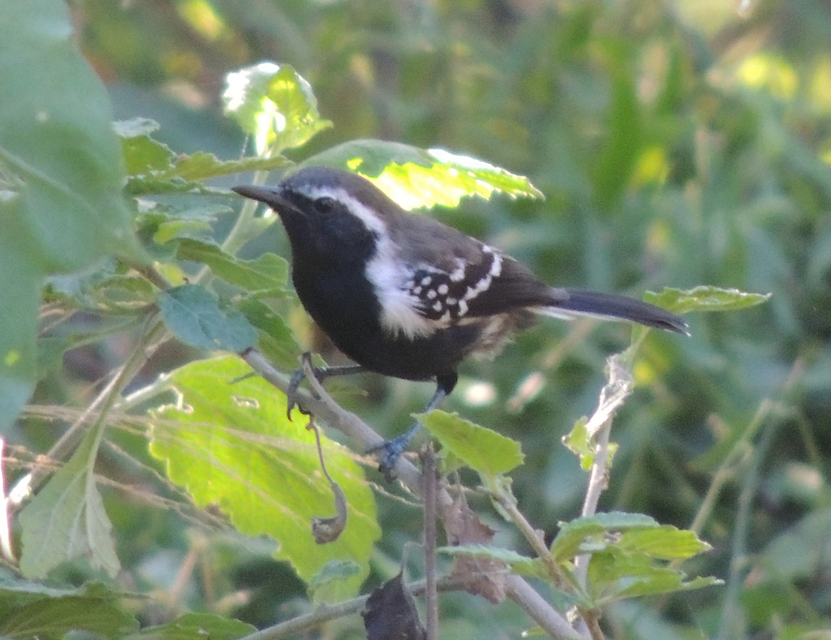 Northern White-fringed Antwren - ML629284248