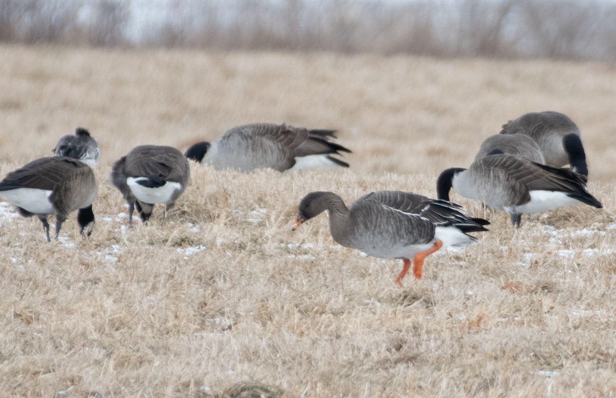 寒林豆雁 - ML629284434