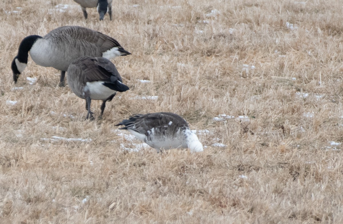 Ross's x Cackling Goose (hybrid) - ML629284438