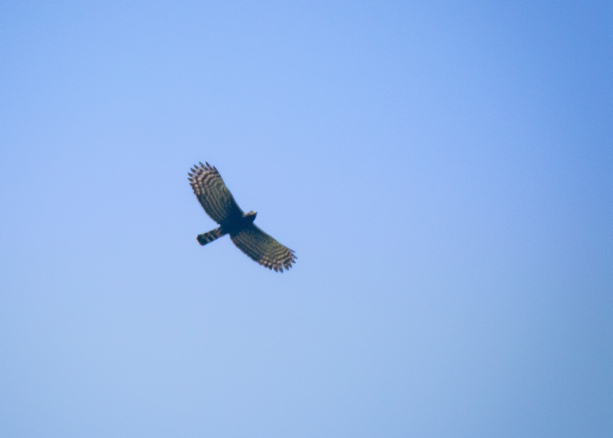 Black Hawk-Eagle - ML629284616